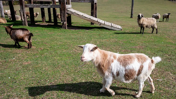 SASHA Farm animal rescue and sanctuary gives lives...