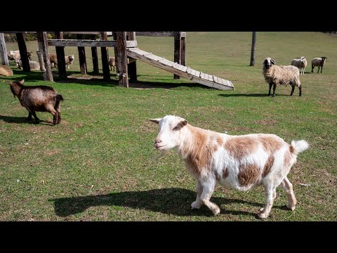 Video: Svetište nudi utočište spašenim farmskim životinjama