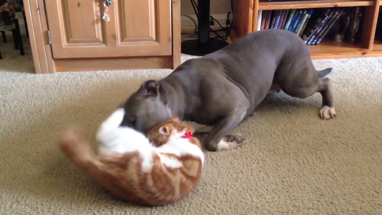 Dog vs cat fight (funny) YouTube