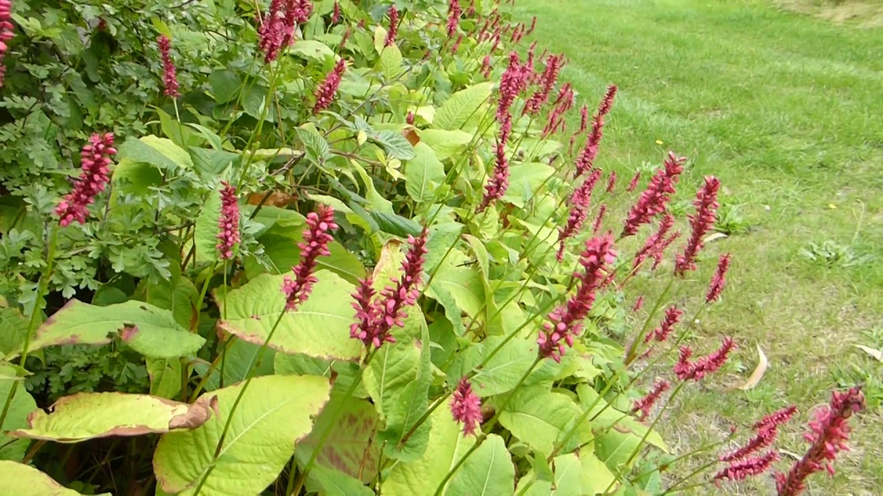 Knotgrass - Polygonum orientale - Hnútagrös - Skrautsúra - Sumarblóm - Skrautplanta - Rauð blóm