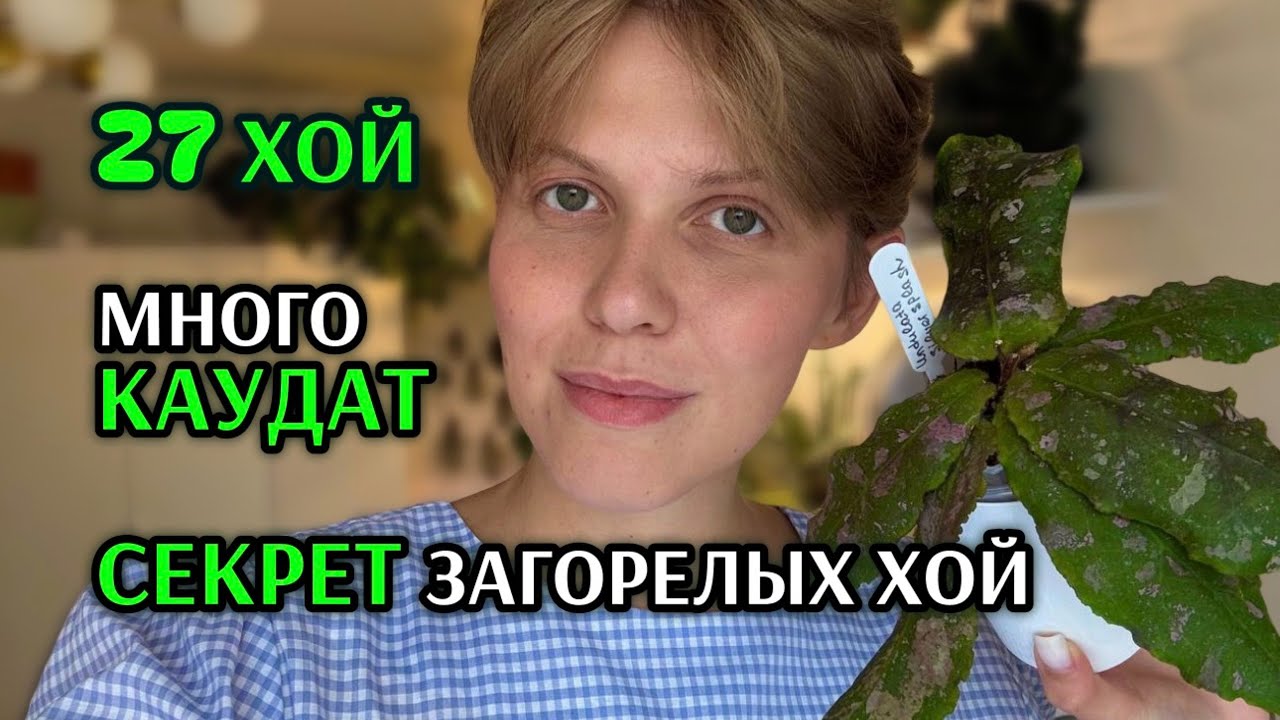 Моя КОЛЛЕКЦИЯ ХОЙ | Что делать, чтобы ХОЙЯ ЗАГОРЕЛА? | МОЙ ОПЫТ