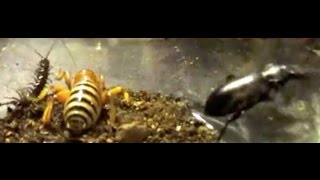 Jerusalem Cricket Vs Centipede **DeathMatch** by Life Vs. Death 19,092 views 7 years ago 2 minutes, 26 seconds