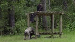 Inside Chimp Haven