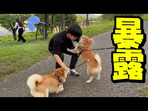 突然、散歩中に娘が消えたら柴犬姉妹が予想外の行動に…兄にまさかの悲劇が