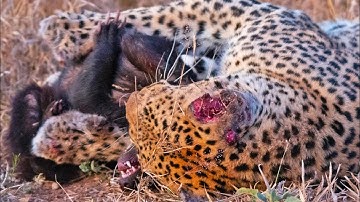 Honey Badger Tries Escaping Leopard