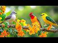 Stress Less At Work Birdsong Piano Instant Relief No Mid Roll Ads 