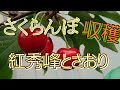 【家庭果樹】サクランボ収穫しました。さおり、紅秀峰　　20/6/14