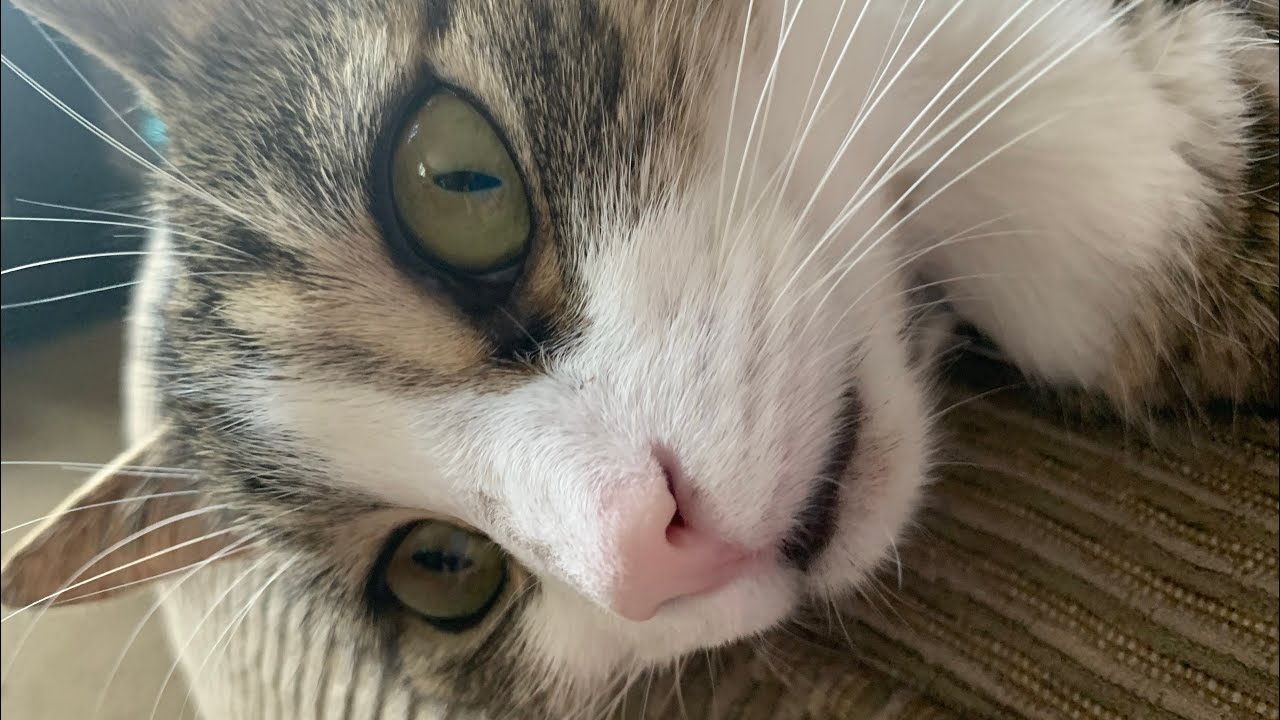 Purr Purr Youtube