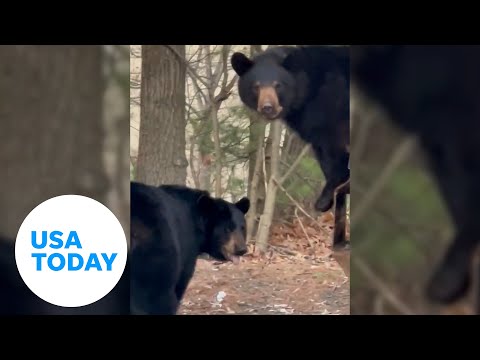 Parade of dumpster diving bears pour out of a Connecticut trash can | USA TODAY