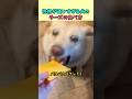 性格が違いすぎる犬のチーズの食べ方