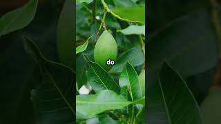 How Mangoes Are Cultivated In Australia Advanced Farming Techniques Popular Varieties