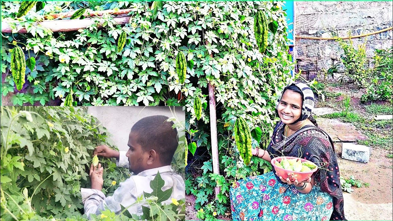 🤒మాపెరట్లో నాటిన కాకరకాయ చెట్టుకి కాకరకాయలైతే ఈసారి చాలా కాయలే వచ్చాయి వాటితో అయితే కర్రీ చేయబోతున్న