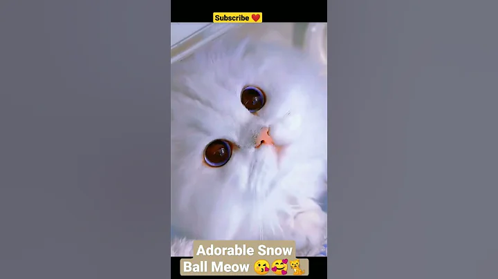 Watch the video about Adorable Snow Ball Meow 😘🥰🐈 #shorts