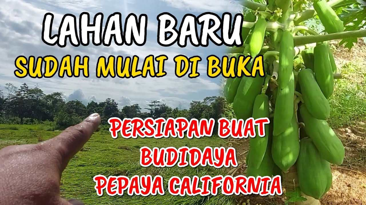 PEMBUKAAN LAHAN BARU BUAT BUDIDAYA PEPAYA CALIFORNIA || DI MODALIN ORANG MALASIA 👍