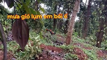 Bẩy gà rừng mới nhất 2025....chinh phục e bổi ế ở đồi tiêu 