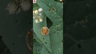 Golden Tortoise Beetle 🪲 সোনার তৈরি পোকা!