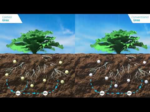 Video: Che tipo di fertilizzante è l'urea?