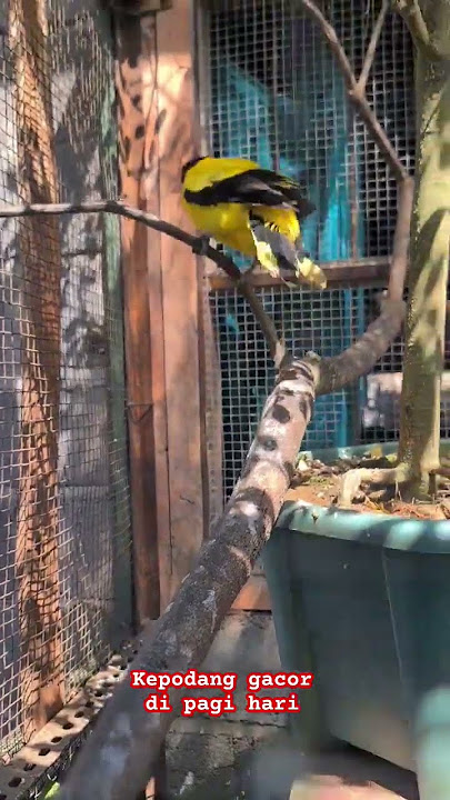 Kepodang di aviari gacor #kepodanggacor #aviary #kepodangemas #kepodang #aviarymini #temanngopi