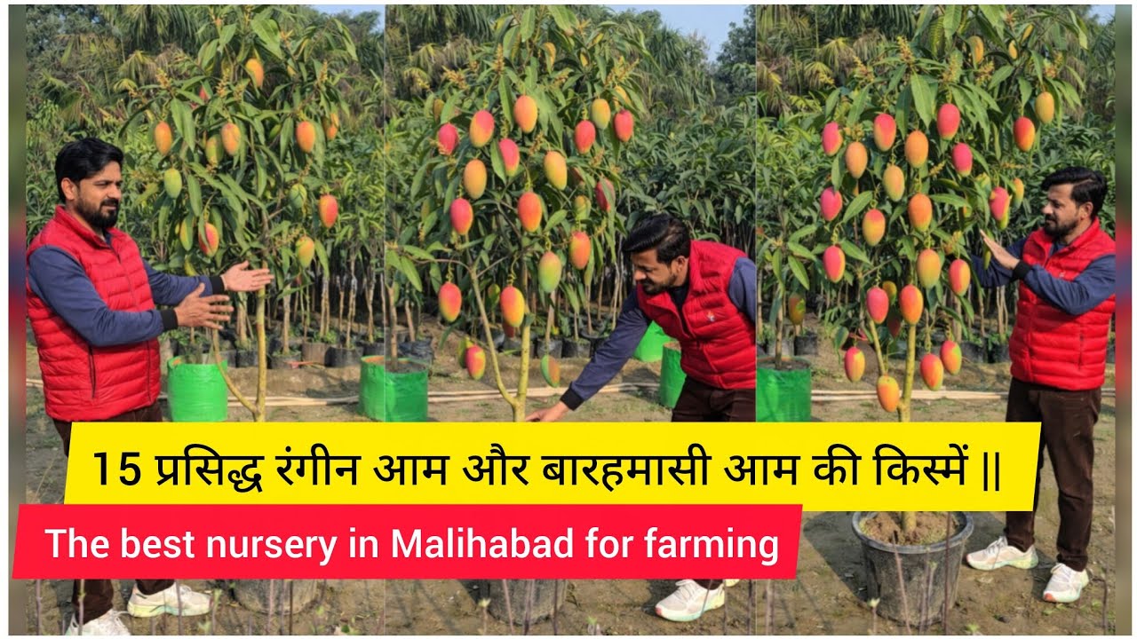 15 प्रसिद्ध रंगीन आम और बारहमासी आम के बड़े पौधे ||Mango Malihabad nursery farming in india ||