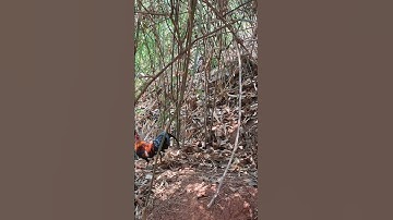 Bẫy gà rừng gặp bồi tơ gáy giọng rặc cực hay. cuab qaib qus ntxib tug me nyuam lau qaib qus qua zoo