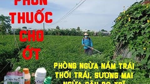 PHUN THUỐC CHO ỚT TRỒNG ĐƯỢC 52 NGÀY