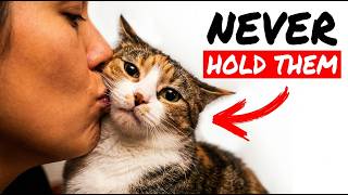 22 Everyday Things That BREAK Your Cat's Heart (Without You Realizing)