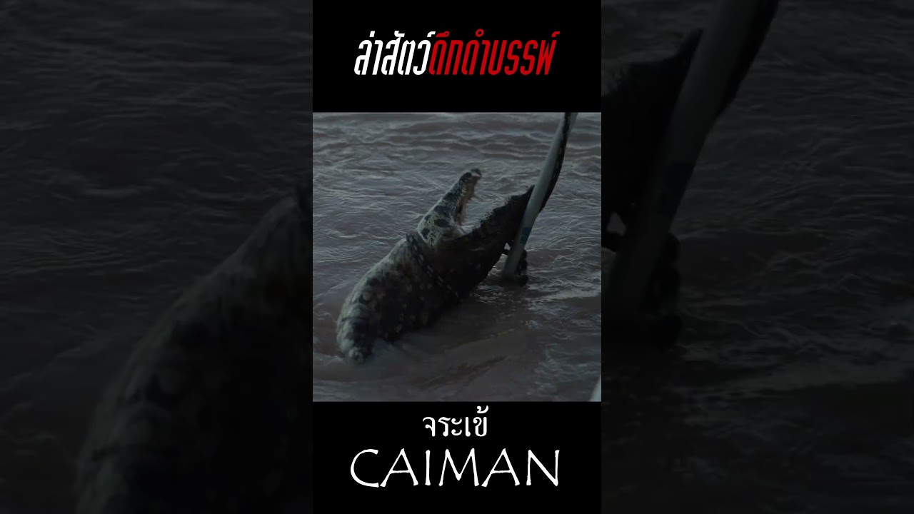 เดิมพันด้วยชีวิต! พิชิตจระเข้ยักษ์แห่งลุ่มแม่น้ำอาร์เจนติน่า