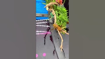 Hướng dẫn xây hồ cá koi 6 khối đơn giản dễ thực hiện cho ae mới chơi #hocakoi #hokoi #shorts #short