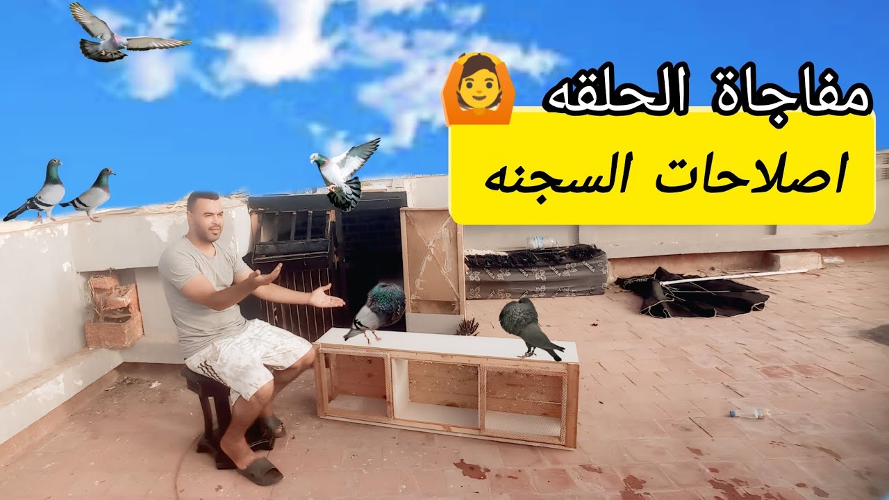 حياه مولوع في تربية الحمام يوم مع اصلاحات السجنة 🙆