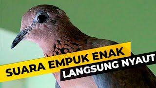 1 JAM SUARA PIKAT TEKUKUR GACOR TERBAIK 2024