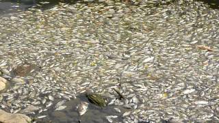 101001大堀溪金湖群魚暴斃04