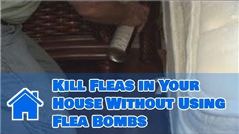 Home Pest Control : How to Kill Fleas in Your House Without Using Flea Bombs