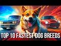Discover the 10 fastest dog breeds in the world