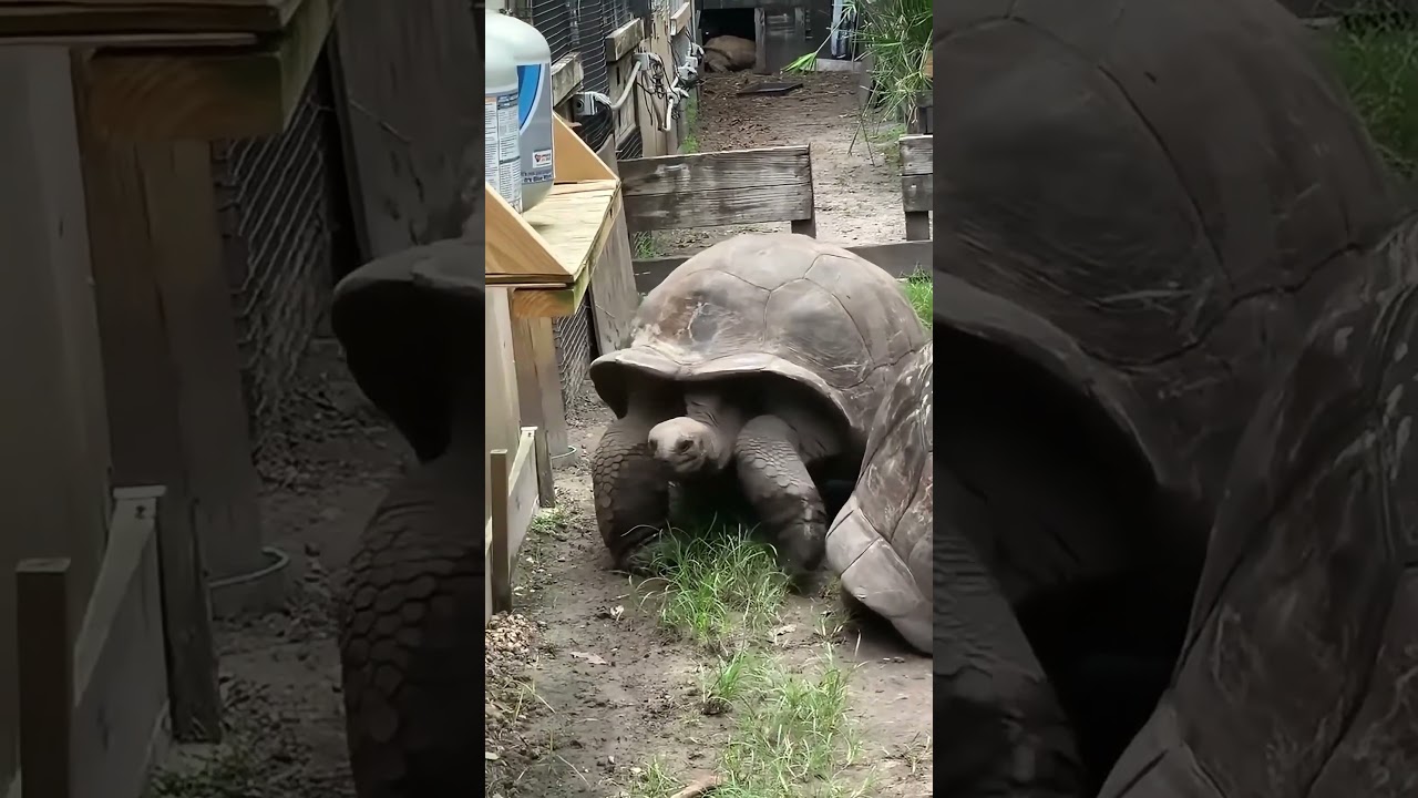 Two giant tortoises cross paths