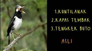 jalak suren🧶 kuntilanak, kapas tembak, tengkek buto