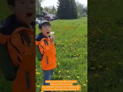 Video: Apakah dandelion menjadi putih?