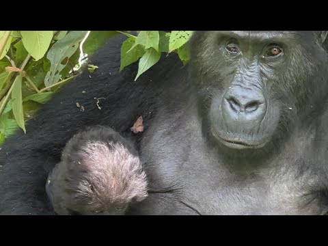 Video: Waar worden gorilla's gevonden?