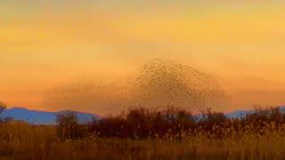 Just By These Birds Doing Their Thing