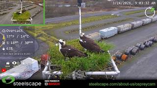 OspreyCam 2026 Live Stream