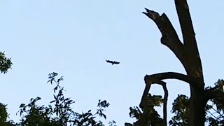 As The Crow Caws For Cloudy Conditions! 6/26/2026; 6:50 a.m.