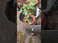 বৃষ্টি তে চারা বাচানোর উপায় #ছাদবাগান #greenrooftop