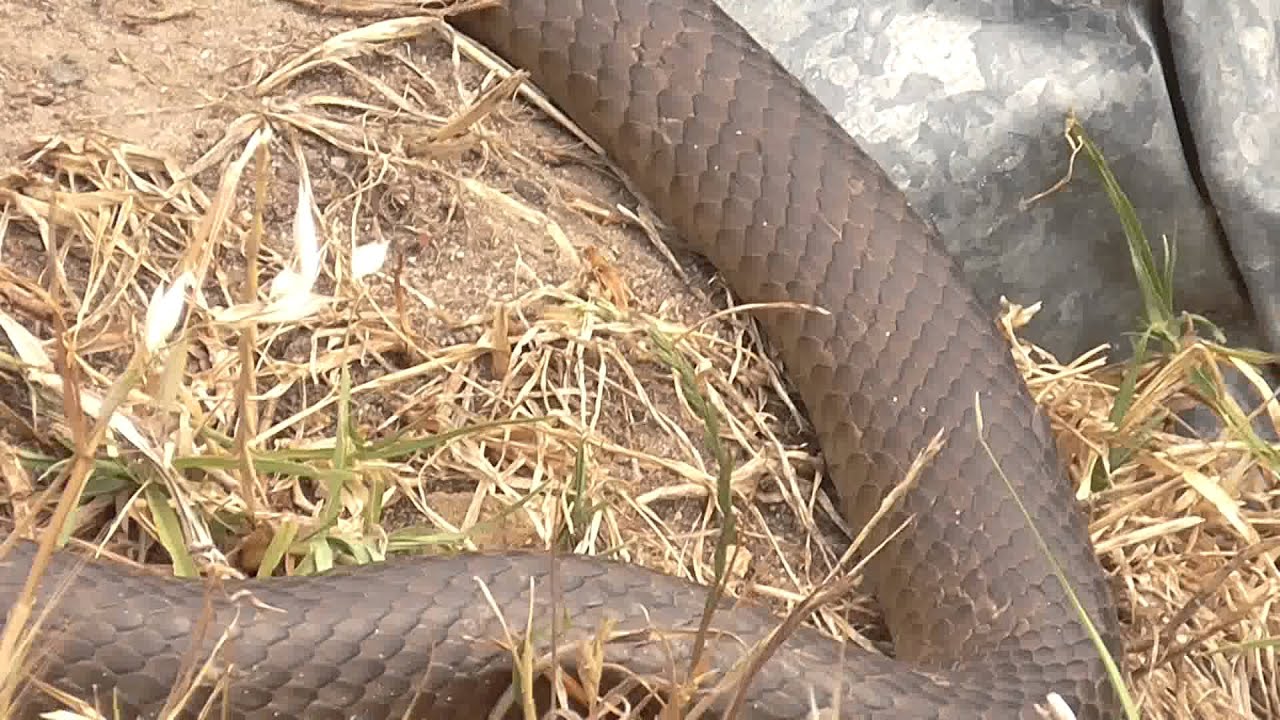 eastern brown snake and its shed skin - youtube