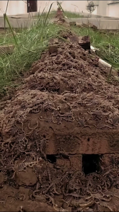 Punishment of the grave - Azab ul Qabr - Reason why you should recite surah al Mulk every night