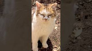 縁側前で待ってた　公開日:2026/3/20