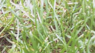Its the green grass