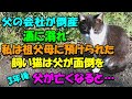 父の会社が倒産して酒に溺れた 私は祖父母の家に預けられたが飼い猫は父が面倒をみた 3年後、父が亡くなると猫が不思議な行動をして・・泣ける話