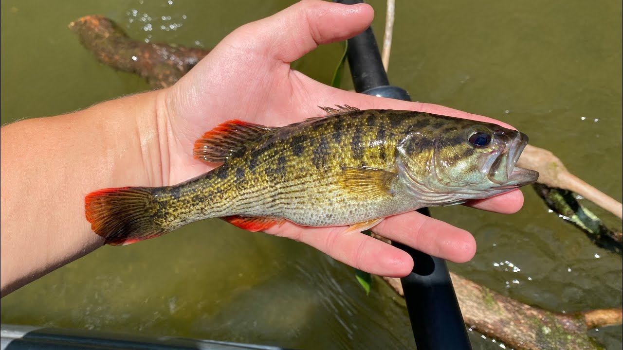 Fishing for the ELUSIVE Chattahoochee Bass! - YouTube
