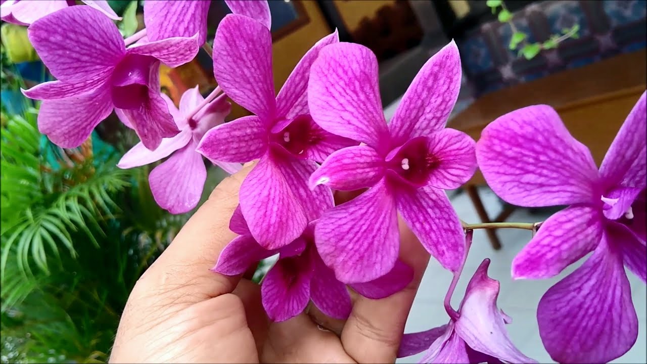  Anggrek  Larat atau Cooktown Orchid Dendrobium 