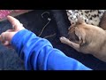 dog go to basket gone wrong