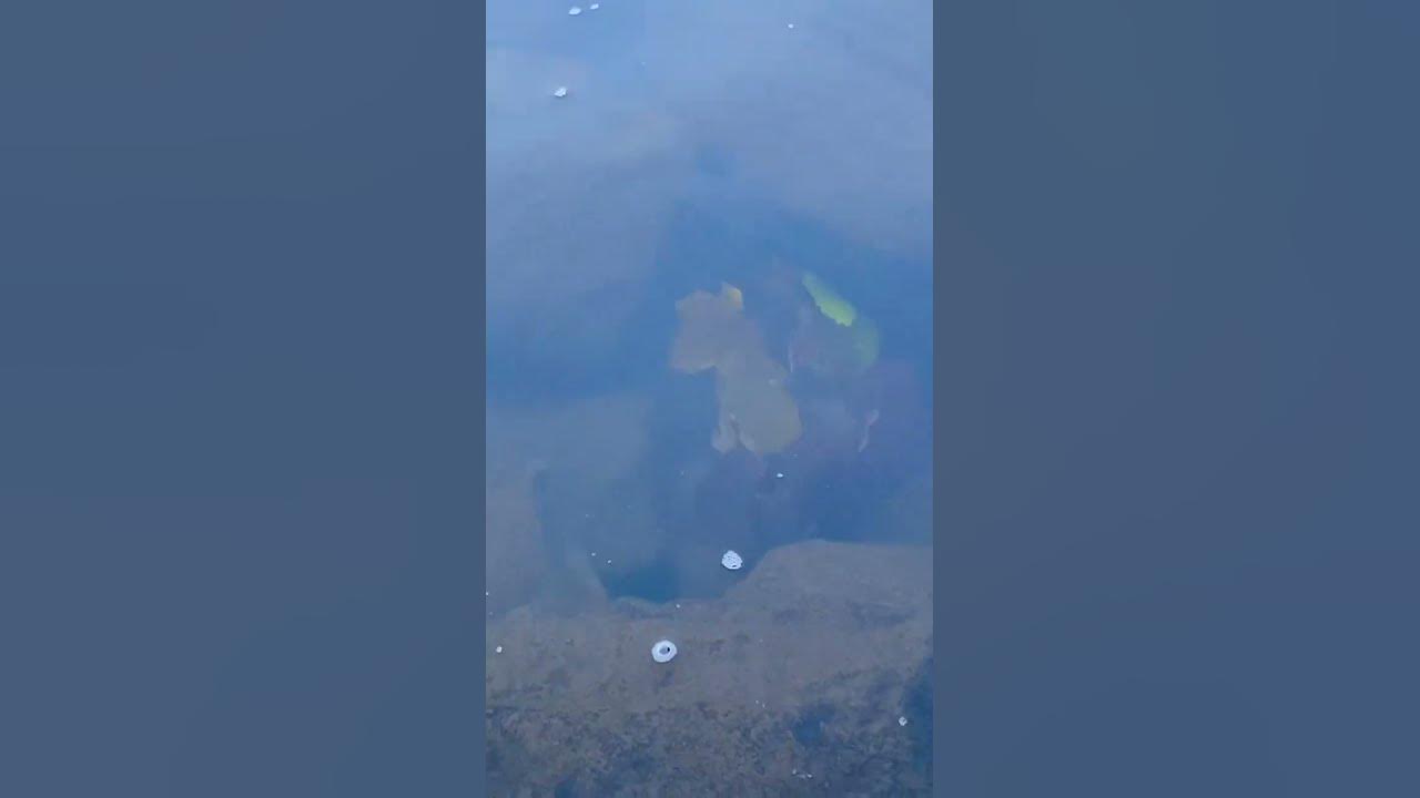 what-kind-of-fish-is-this-viral-video-shots-pez-fish-funny